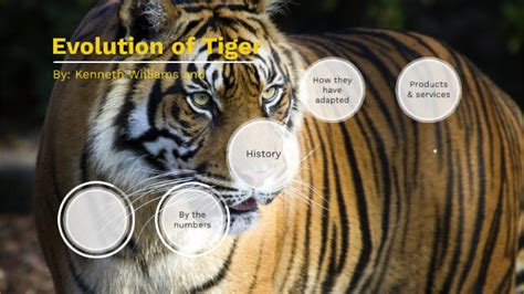 Evolution Of Tiger By Kenneth Williams