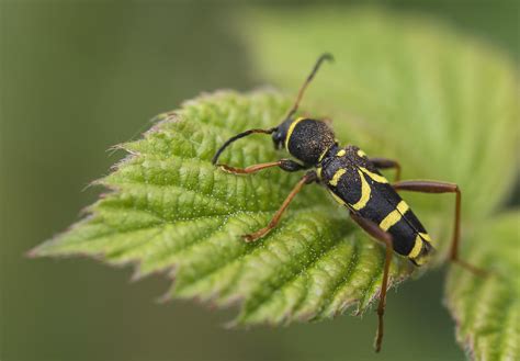 wasp beetle 2 wasp beetle taken at steeple langford na… flickr
