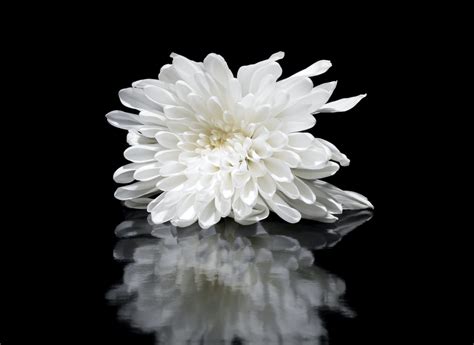 1000 Great White Flower Photos · Pexels · Free Stock Photos