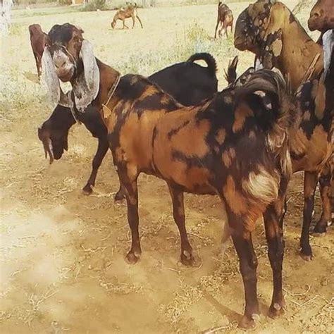 Brown Women Sirohi Female Goats Pregnant Milk At Rs 250kg In Ajmer Id 2850335217455