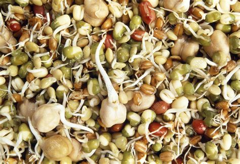 Assorted Sprouting Seeds Stock Image H Science Photo Library