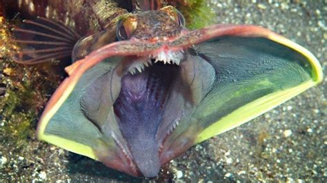 The Top 10 Creepiest Deep Sea Creatures Owlcation
