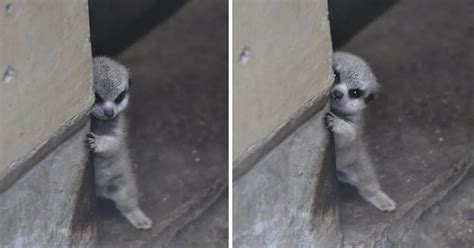 Japanese Photographer Captures A Shy Baby Meerkat In