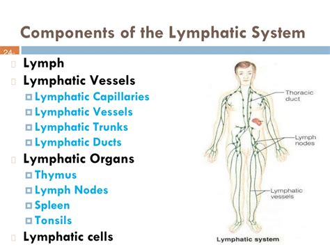 Ppt Lymphatic System Powerpoint Presentation Free Download Id8733787