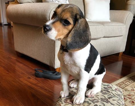 Beagle Puppy Taking Over The House Farm And Dairy