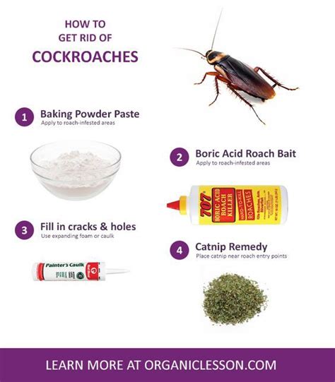 How To Get Rid Of Roaches Overnight Diy 5 Ways Baby In