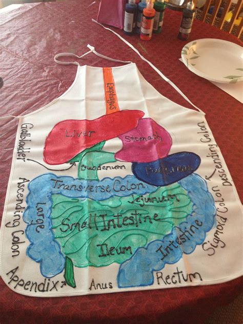 Some of the organs included in the digestive system are the stomach, small intestine, large intestine, liver, and pancreas. Pin by Tripsina Enzima on Body Bits Creative | Biology ...
