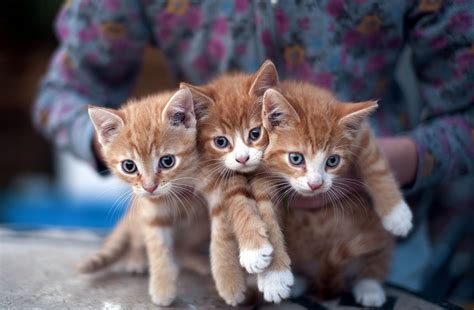 Bilder Von Kätzchen Hauskatze Pfote Tiere