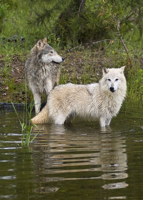 Timber Wolf Pair Photograph By Jack Nevitt