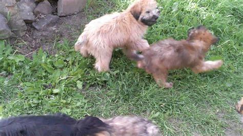 The soft coated wheaten terrier won't lose its puppy playfulness as it grows older. Wheaten Terrier Puppies Playing Ball from Celebritypups ...