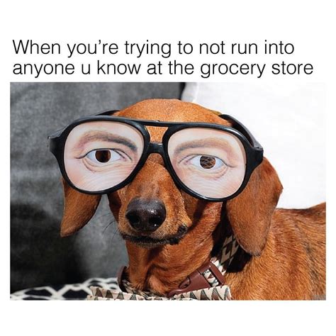 Undercover Grocery Shopping Mission Solved Dachshund Memes