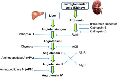 Frontiers The Role Of The Renin Angiotensin System Ras In Salinity