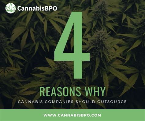 4 Reasons Why Cannabis Companies Should Outsource