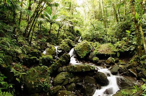 El Yunque National Rain Forest Day Trip Puerto Rico Day Trip Trip