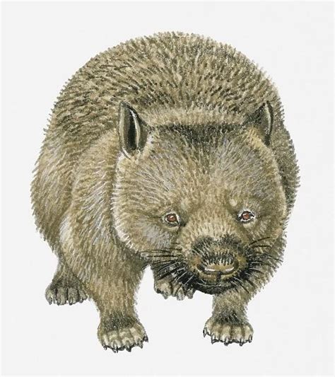 Illustration Of Common Wombat Vombatus Ursinus For Sale As Framed