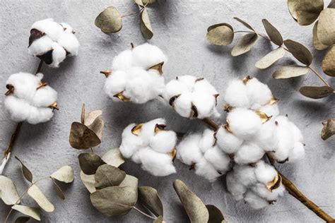 Different Types Of Cotton Explained Textile Property