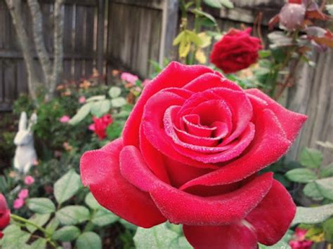 Top 10 Red Hybrid Tea Roses A Listly List