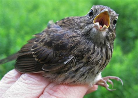 Song Sparrow Baby Jennifer Schlick Flickr