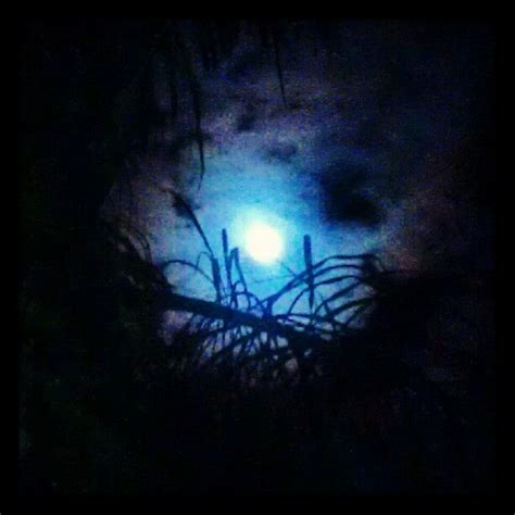 A Full Moon Seen Through The Branches Of A Tree