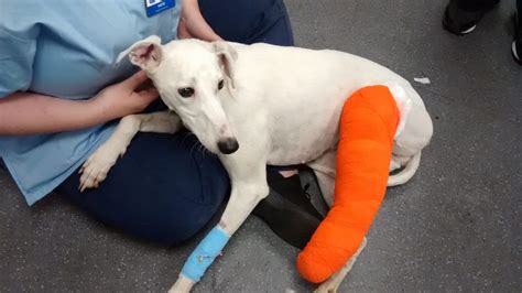 That dog didn't know us, we'd only met her like an hour before so it was really incredible how she decided to trust and show us where they were. a greyhound with a broken leg was found wandering the streets in southern spain. Man caught on CCTV dumping dog with broken leg [Warning ...