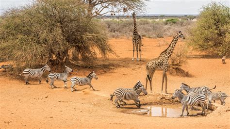 Best Of Kenya Safari 8 Days