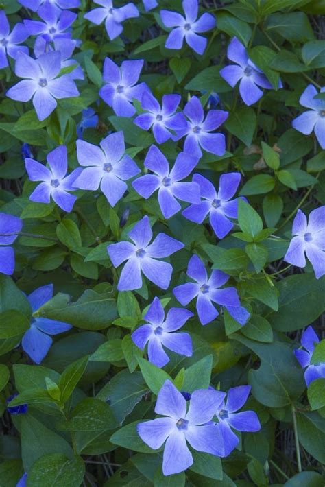 We did not find results for: Vinca Also called creeping myrtle, this plant is commonly ...