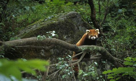 Where Do Red Pandas Live And Other Red Panda Facts Stories Wwf