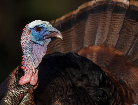 Top 10 Geeky Turkey Facts For Conversation At Thanksgiving Dinner Table