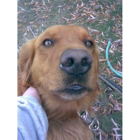Responsible breeder of goldens for field & family! Broken Top Golden Retrievers, Golden Retriever Stud in ...