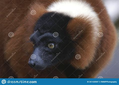 Portrait Of A Red Ruffed Lemur Stock Image Image Of Endangered