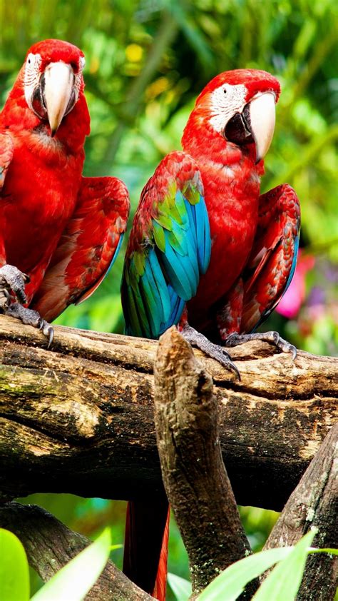 Check spelling or type a new query. Beautiful Wallpaper Android HD wallpaper Beautiful Birds 1080x1920 Exotic Birds - Supportive Guru