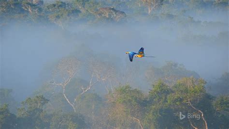 Macaws Amazon Rainforest Au Brésil 2017 Bing Fonds Décran Aperçu