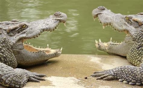 2 Alligators Found Eating Human Body