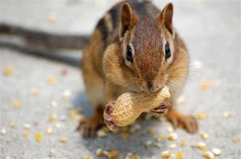 Are Chipmunks Smarter Than Squirrels Westchester Wildlife