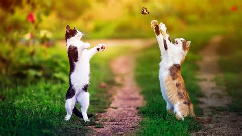 Two Funny Cats Are Trying To Catch A Butterfly In Blur Background Hd