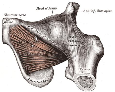 The muscles in the hip are responsible for the. Obturator externus (hip muscle) diagram #HipFlexor in 2020 ...