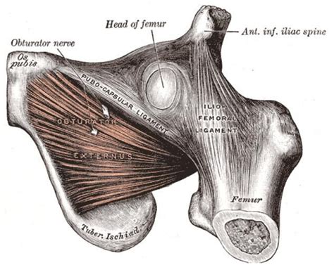 Osteoarthritis is the most common cause of hip problems. Obturator externus (hip muscle) diagram #HipFlexor in 2020 | Hip flexor exercises, Hip flexor ...