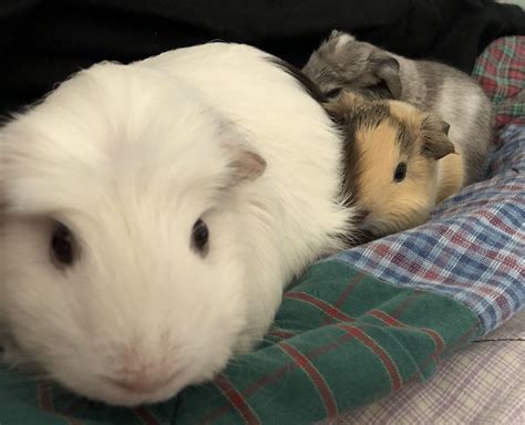 Pet Pigs For Sale Victoria Baby Guinea Pigs For Sale Coulsdon