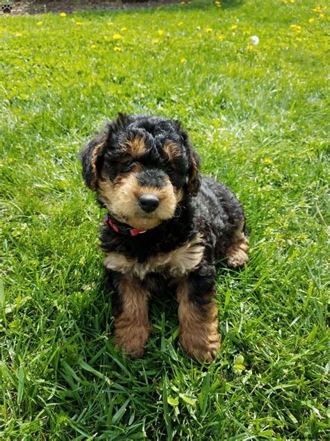 Home ❭ pets & animals. Airedoodle Puppies For Sale In Michigan | Top Dog Information