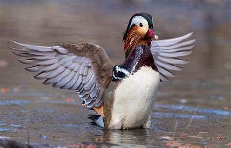 Mandarin Duck Male Bird Spreading Wings Stock Photo Download Image