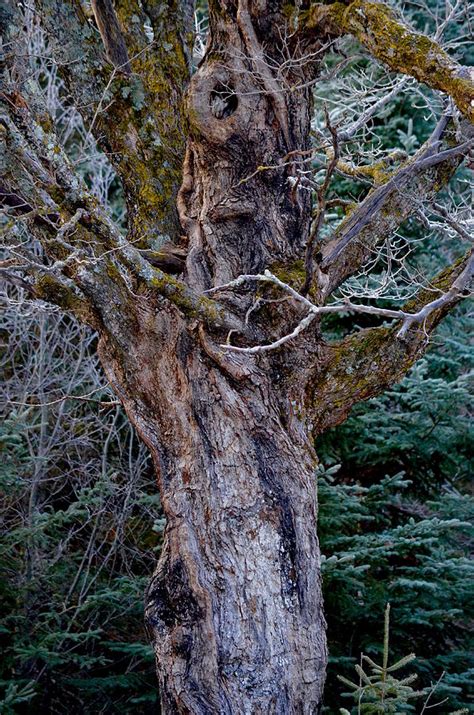 Gnarly Old Maple Tree Photograph By Hella Buchheim Fine Art America
