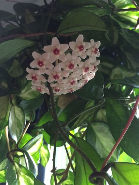 Because hoya carnosa krimson princess hails from a tropical climate zone, it performs best in warm, humid conditions. My Hoya carnosa "krimson princess" is blooming like mad ...