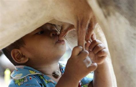 sevré brutalement un enfant de 18 mois se nourrit directement au pis d une vache