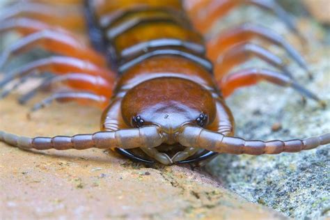 Z A Giant Centipede Centipede Giants Arthropods