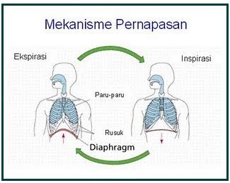 Adalah pernapasan yang melibatkan otot antartulang rusuk. BIOLOGI GONZAGA: ALUR PROSES BERNAFAS