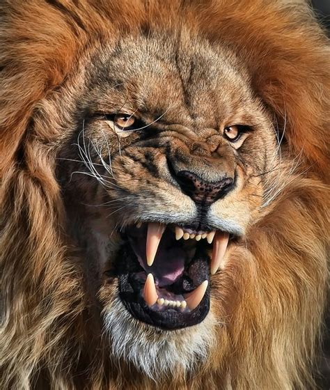 Les Plus Belles Photographies De Lions Photographie De Lion Animaux