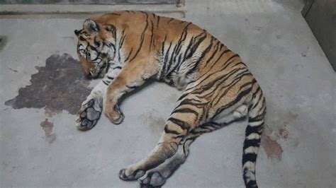 Siberian Tiger Geumgang Dies After Move To Mountains Video