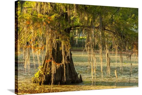 Louisiana Lake Martin Cypress Tree In Swamp Stretched Canvas Print