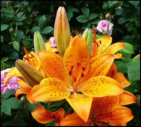 Fiori e piante, nomi fiori e piante, nomi di fiori, elenco fiori, elenco nomi fiori, nomi fiori esotici negozio in grado di offrire una vasta scelta di fiori recisi freschi secchi o di seta bouquet di fiori misti. Fiori Di Luglio Nomi / Nomi Di Fiori E Piante D Ornamento In Francese : Ne troverai di sicuro ...