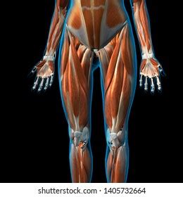 Female Leg Muscles Front View D Stock Illustration